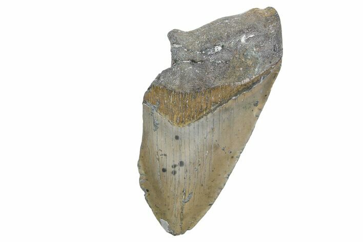 Partial, Fossil Megalodon Tooth - North Carolina #360798
